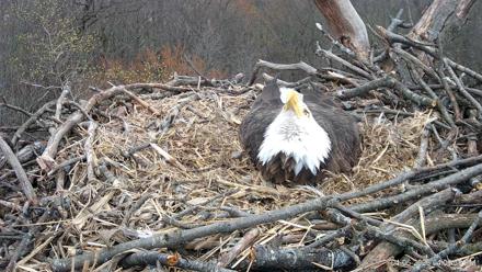 Hanover Eagles Live Cam - Apr 6, 2026, 4:01pm EDT