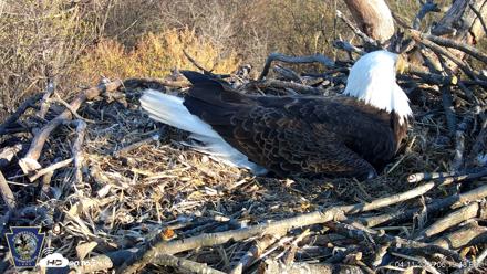 Hanover Eagles Live Cam - Apr 11, 2026, 6:20pm EDT