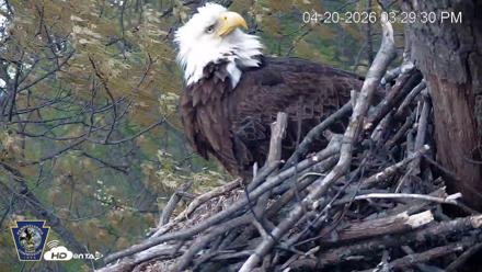 Hanover Eagles Live Cam - Apr 20, 2026, 3:30pm EDT
