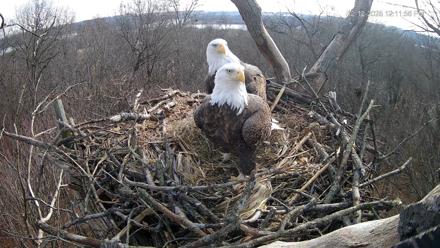 Hanover Eagles Live Cam - Dec 12, 2025, 12:12pm EST