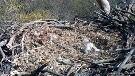 Hanover Eagles Live Cam - Apr 14, 2026, 4:31pm EDT