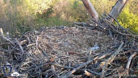 Hanover Eagles Live Cam - Apr 20, 2026, 7:04pm EDT