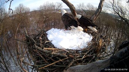 Hanover Eagles Live Cam - Feb 4, 2026, 4:07pm EST