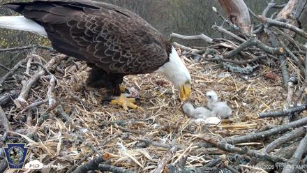 Hanover Eagles Live Cam - Apr 13, 2026, 11:35am EDT