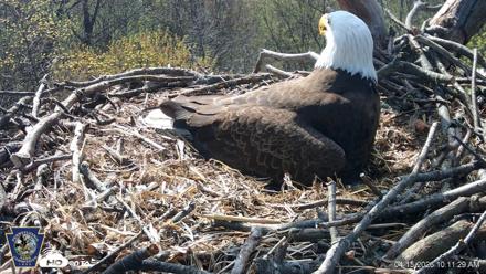 Hanover Eagles Live Cam - Apr 15, 2026, 10:11am EDT