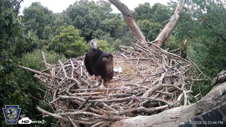 Hanover Eagles Live Cam - Jul 30, 2026, 2:25pm EDT