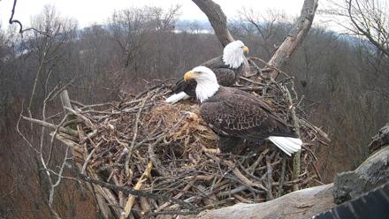 Hanover Eagles Live Cam - Dec 6, 2025, 11:10am EST