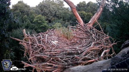 Hanover Eagles Live Cam - Jun 28, 2026, 8:53pm EDT