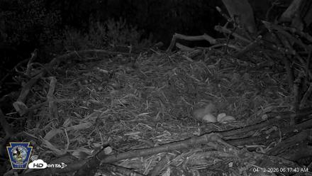 Hanover Eagles Live Cam - Apr 12, 2026, 6:18am EDT