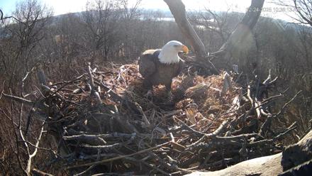 Hanover Eagles Live Cam - Dec 24, 2025, 10:36am EST