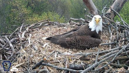 Hanover Eagles Live Cam - Apr 17, 2026, 11:58am EDT