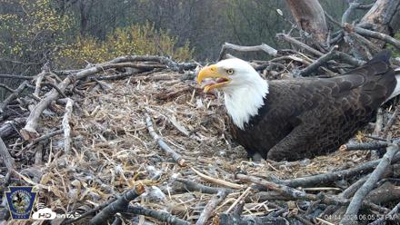 Hanover Eagles Live Cam - Apr 14, 2026, 6:06pm EDT
