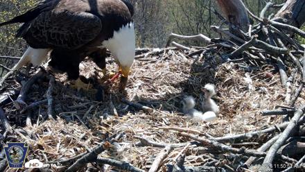 Hanover Eagles Live Cam - Apr 14, 2026, 11:51am EDT