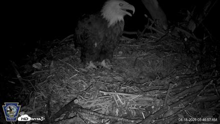 Hanover Eagles Live Cam - Apr 18, 2026, 5:47am EDT