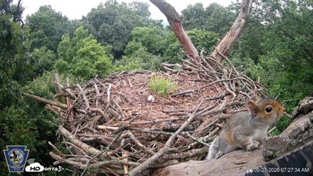 Hanover Eagles Live Cam - May 27, 2026, 7:27am EDT