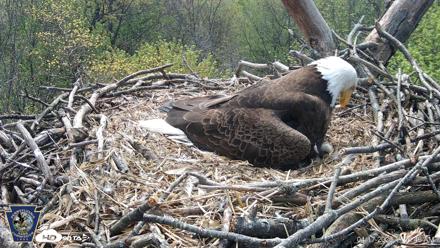 Hanover Eagles Live Cam - Apr 17, 2026, 11:11am EDT