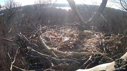 Hanover Eagles Live Cam - Jan 7, 2026, 10:02am EST
