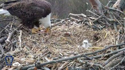 Hanover Eagles Live Cam - Apr 13, 2026, 8:13am EDT