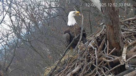 Hanover Eagles Live Cam - Dec 6, 2025, 12:53pm EST