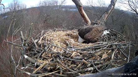 Hanover Eagles Live Cam - Mar 11, 2026, 4:14pm EDT