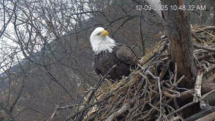 Hanover Eagles Live Cam - Dec 9, 2025, 10:49am EST