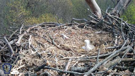 Hanover Eagles Live Cam - Apr 15, 2026, 3:20pm EDT