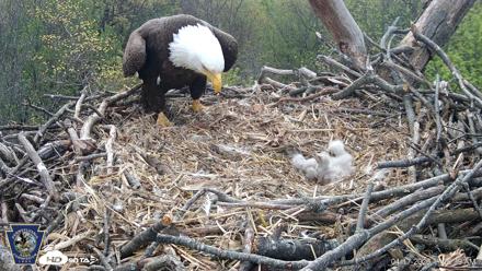 Hanover Eagles Live Cam - Apr 17, 2026, 11:16am EDT