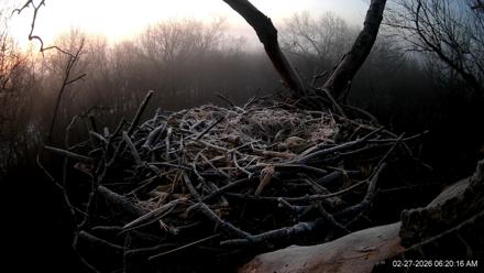 Hanover Eagles Live Cam - Feb 27, 2026, 6:20am EST