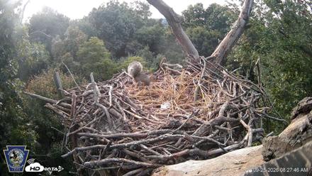 Hanover Eagles Live Cam - Sep 25, 2026, 8:28am EDT