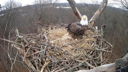 Hanover Eagles Live Cam - Dec 8, 2025, 1:55pm EST