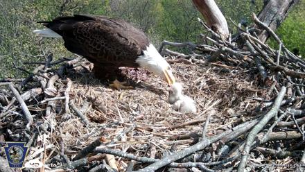 Hanover Eagles Live Cam - Apr 19, 2026, 3:31pm EDT