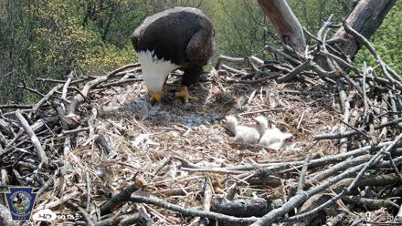 Hanover Eagles Live Cam - Apr 17, 2026, 12:24pm EDT