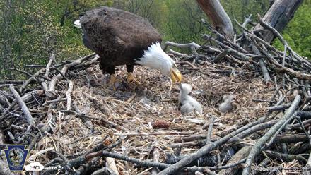 Hanover Eagles Live Cam - Apr 20, 2026, 12:52pm EDT