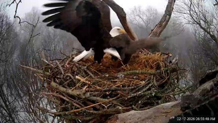 Hanover Eagles Live Cam - Feb 17, 2026, 6:55am EST