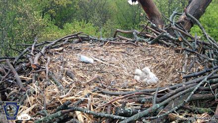 Hanover Eagles Live Cam - Apr 19, 2026, 11:10am EDT