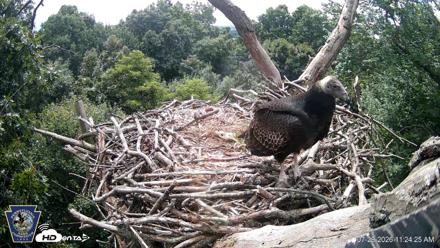 Hanover Eagles Live Cam - Jul 29, 2026, 11:25am EDT