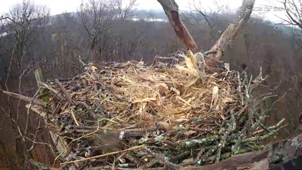 Hanover Eagles Live Cam - Dec 29, 2025, 9:17am EST