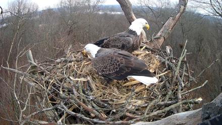 Hanover Eagles Live Cam - Dec 13, 2025, 3:23pm EST