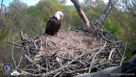 Hanover Eagles Live Cam - Apr 21, 2026, 3:16pm EDT