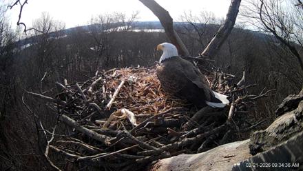 Hanover Eagles Live Cam - Feb 21, 2026, 9:34am EST