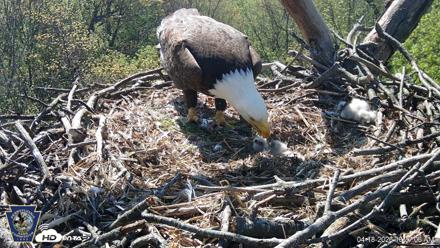 Hanover Eagles Live Cam - Apr 18, 2026, 10:37am EDT