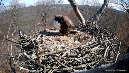 Hanover Eagles Live Cam - Apr 1, 2026, 3:53pm EDT