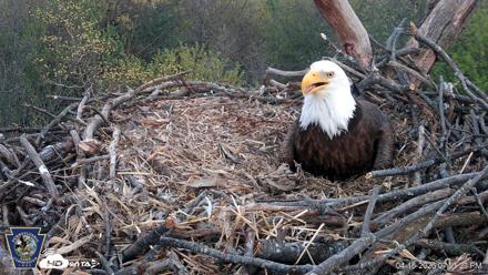 Hanover Eagles Live Cam - Apr 16, 2026, 7:51pm EDT