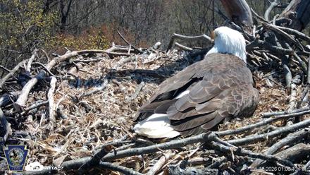 Hanover Eagles Live Cam - Apr 12, 2026, 1:06pm EDT