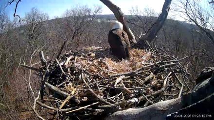 Hanover Eagles Live Cam - Mar 1, 2026, 1:28pm EST