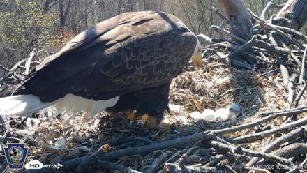 Hanover Eagles Live Cam - Apr 12, 2026, 10:52am EDT