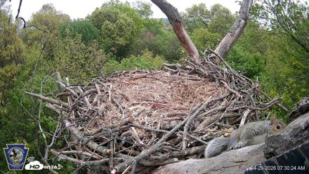 Hanover Eagles Live Cam - Apr 29, 2026, 7:30am EDT