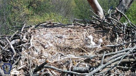 Hanover Eagles Live Cam - Apr 17, 2026, 3:07pm EDT