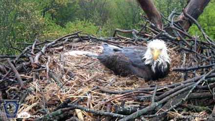 Hanover Eagles Live Cam - Apr 19, 2026, 7:23am EDT
