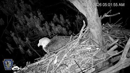 Hanover Eagles Live Cam - Apr 21, 2026, 5:02am EDT